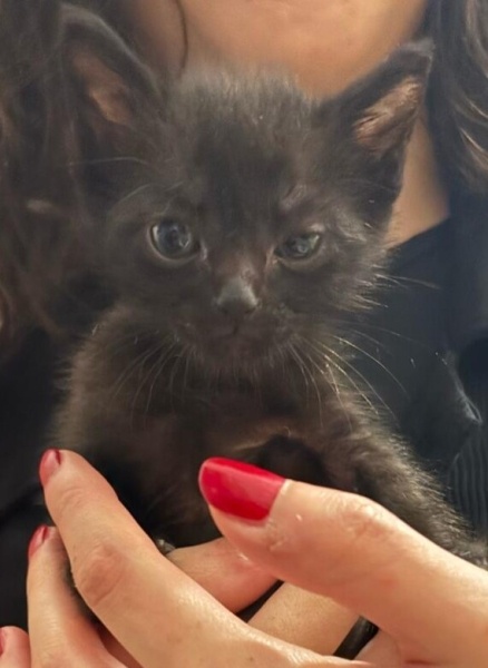 Bombay, Kedi  Pars fotoğrafı