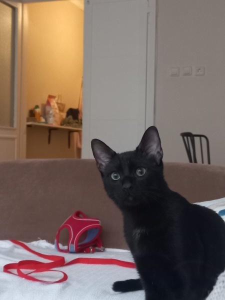 Bombay, Kedi  Pars fotoğrafı