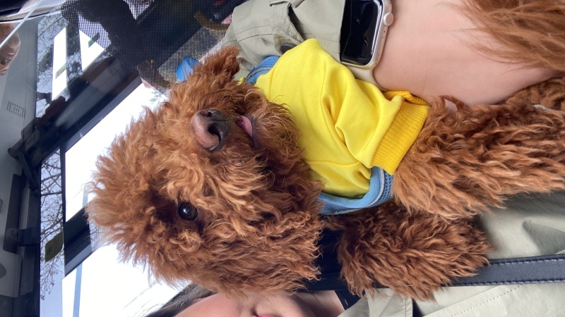 Poodle(Standart Kaniş), Köpek  Cookie fotoğrafı