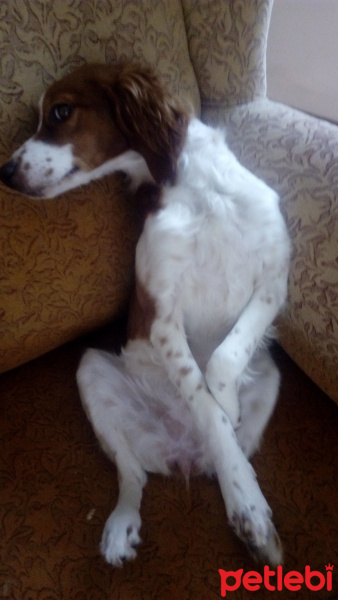 King Charles Spaniel, Köpek  Tarçın fotoğrafı