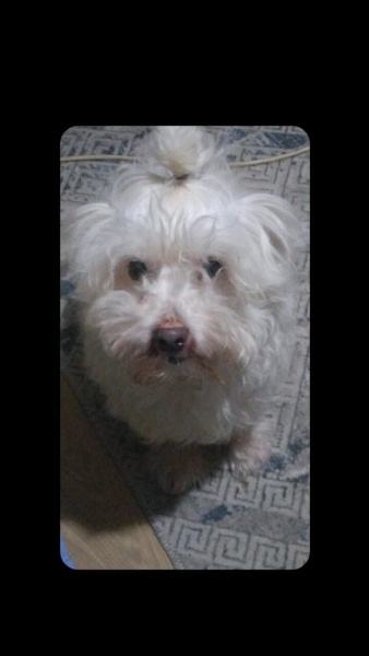 Maltese, Köpek  Paşa fotoğrafı