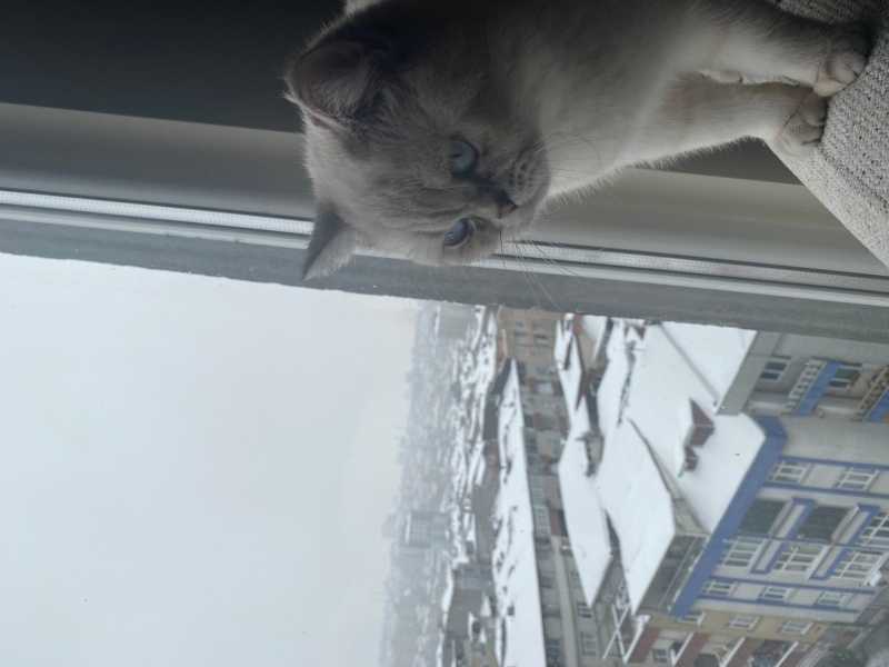 British Shorthair, Kedi  Pars fotoğrafı