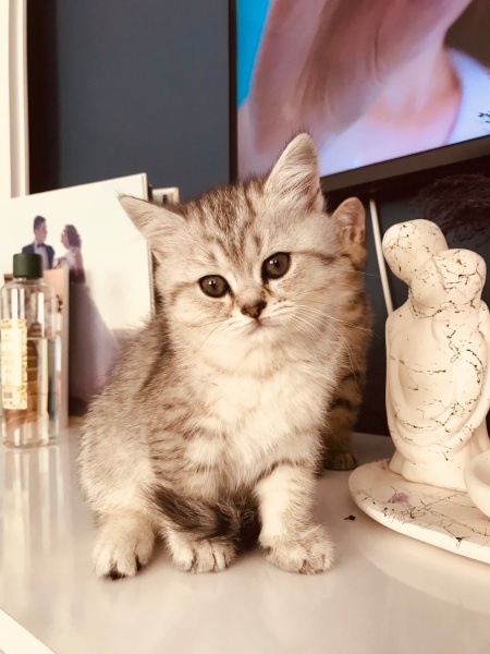 Scottish Fold, Kedi  Lokum fotoğrafı