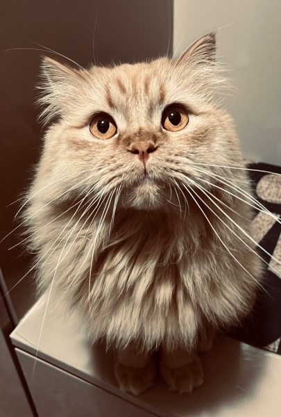 İran Kedisi (Persian), Kedi  Gofret bey fotoğrafı