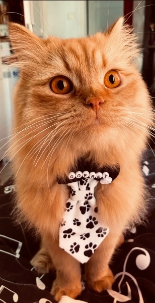 İran Kedisi (Persian), Kedi  Gofret bey fotoğrafı