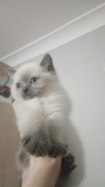 British Shorthair, Kedi  yavru kedi fotoğrafı