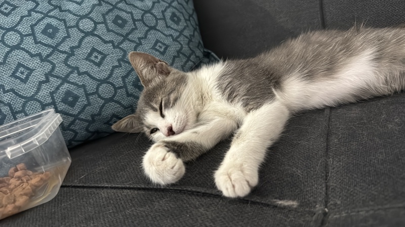 Tekir Kedi, Kedi  Gümüş fotoğrafı
