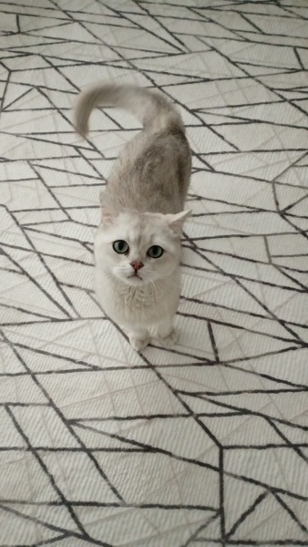 British Shorthair, Kedi  Paşa fotoğrafı