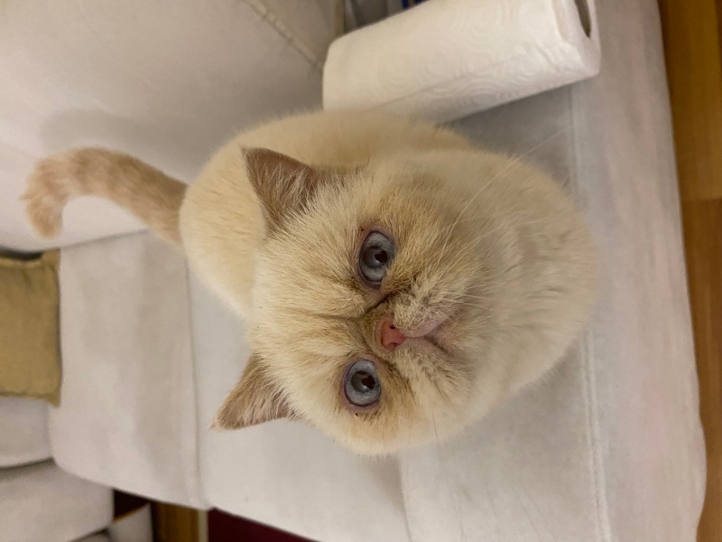 Exotic Shorthair, Kedi  Kokina fotoğrafı