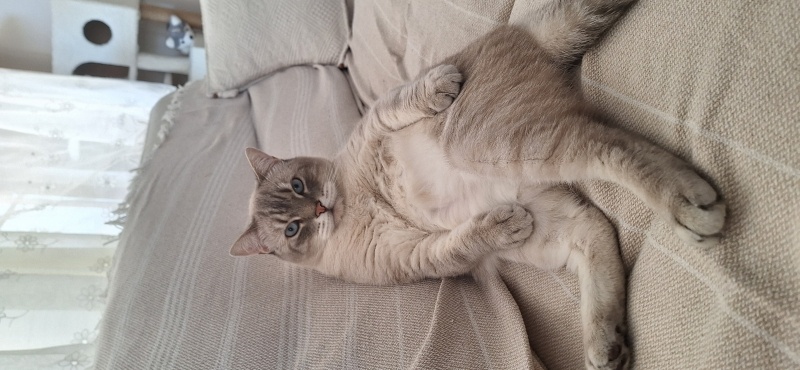 British Shorthair, Kedi  Ruby fotoğrafı
