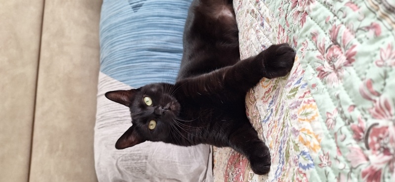 Bombay, Kedi  Panti fotoğrafı