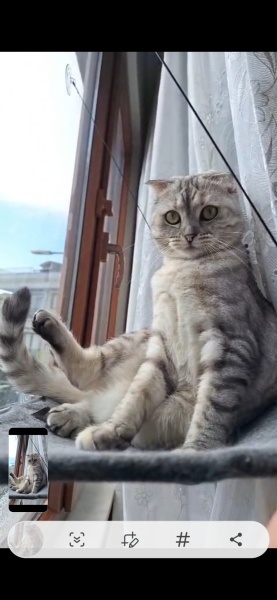 Scottish Fold, Kedi  Yuki fotoğrafı