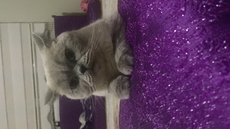 British Shorthair, Kedi  Kale fotoğrafı