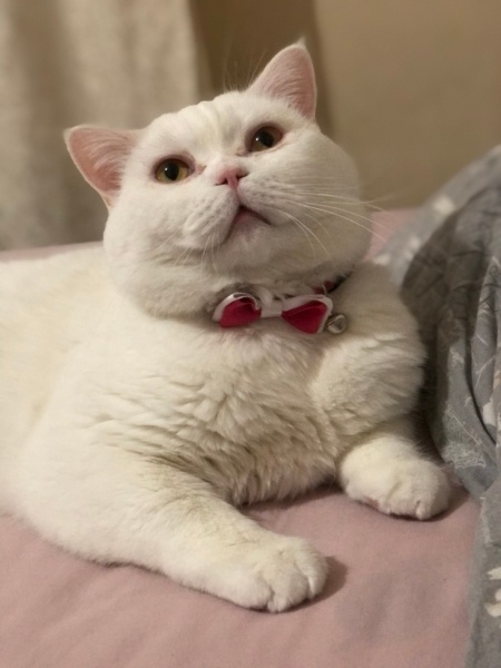 British Shorthair, Kedi  Fofi fotoğrafı