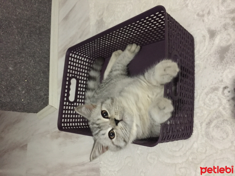 Scottish Fold, Kedi  Joker fotoğrafı