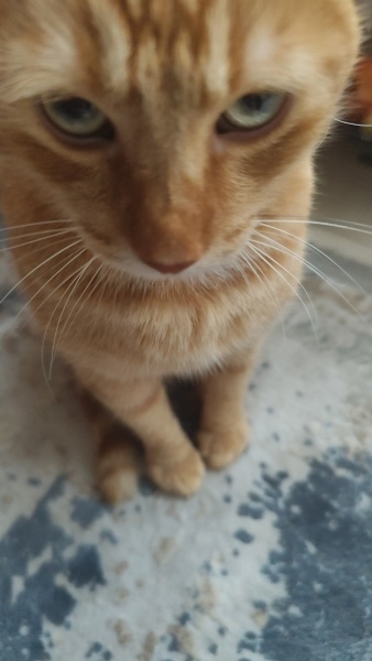 Sarman, Kedi  Lulu fotoğrafı