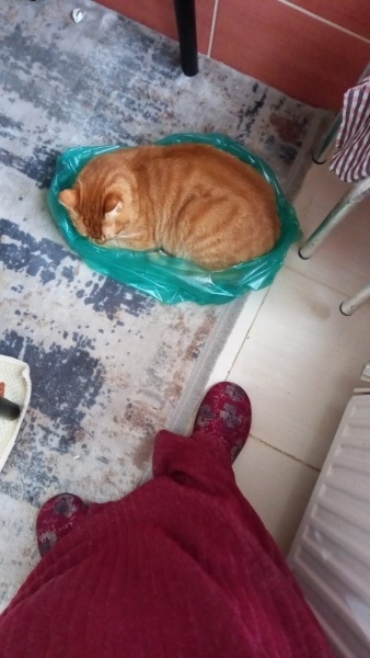 Sarman, Kedi  Lulu fotoğrafı