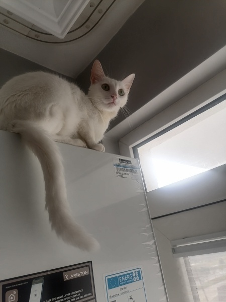 Ankara Kedisi, Kedi  sütlac fotoğrafı