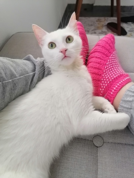 Ankara Kedisi, Kedi  sütlac fotoğrafı