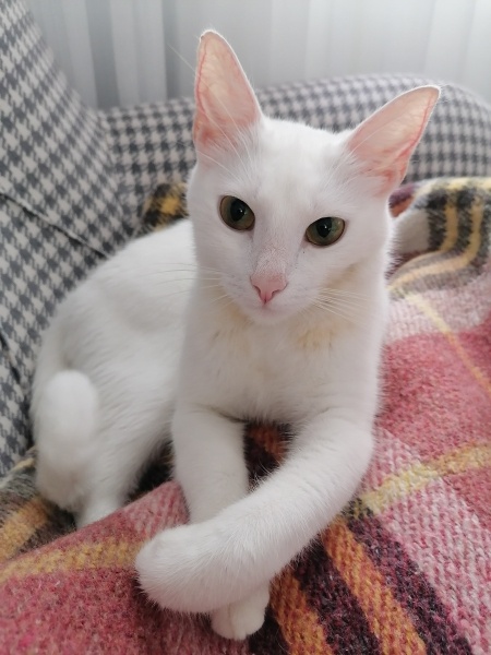 Ankara Kedisi, Kedi  sütlac fotoğrafı