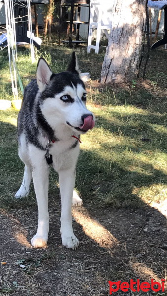 Sibirya Kurdu (Husky), Köpek  Mia fotoğrafı