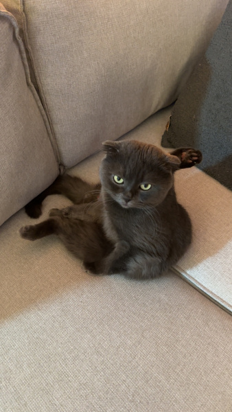 Scottish Fold, Kedi  Zuko fotoğrafı