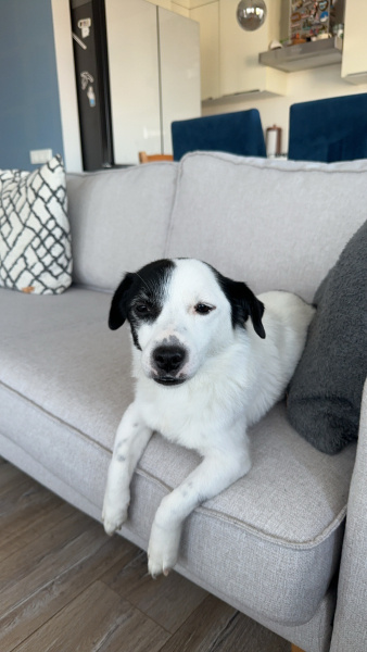 Jack Russell Terrier, Köpek  Köpük fotoğrafı