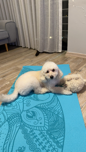 Poodle (Minyatür Kaniş), Köpek  Luna fotoğrafı