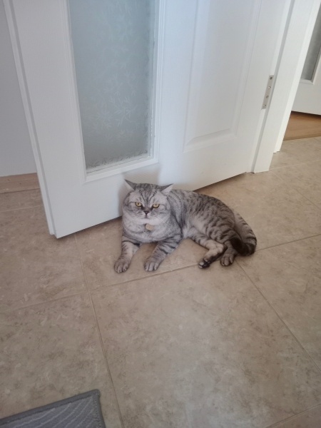 British Shorthair, Kedi  Duman fotoğrafı