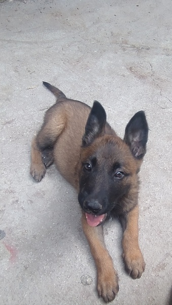 Belçika Malinois, Köpek  Leo fotoğrafı