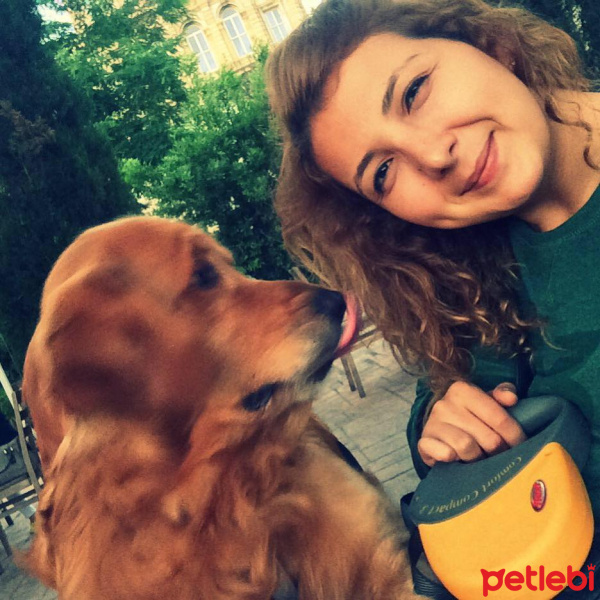 Golden Retriever, Köpek  Ateş fotoğrafı