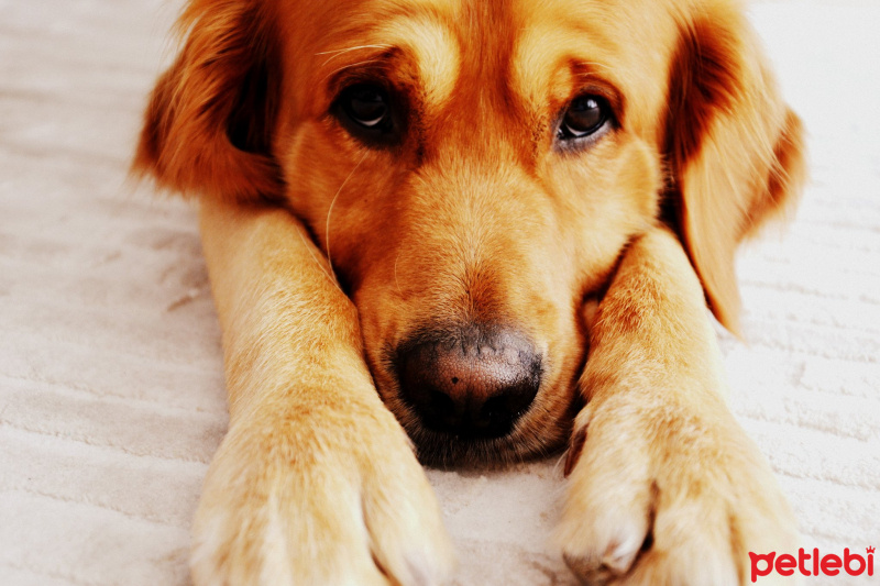 Golden Retriever, Köpek  Ateş fotoğrafı