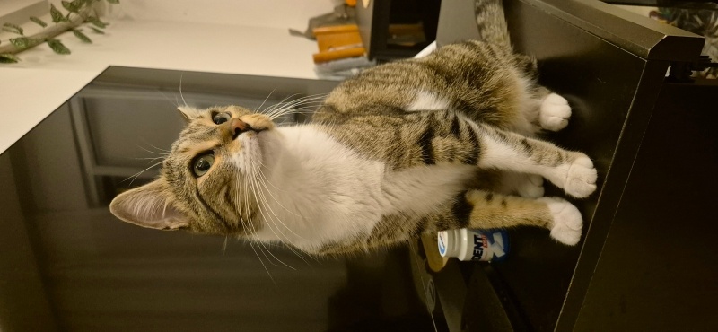 Tekir Kedi, Kedi  Zara fotoğrafı