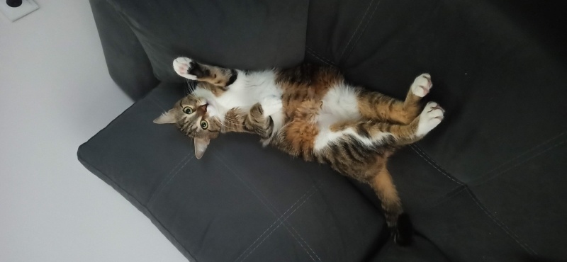Tekir Kedi, Kedi  Zara fotoğrafı