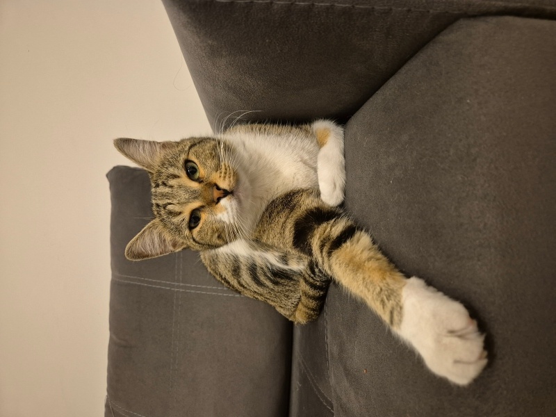 Tekir Kedi, Kedi  Zara fotoğrafı