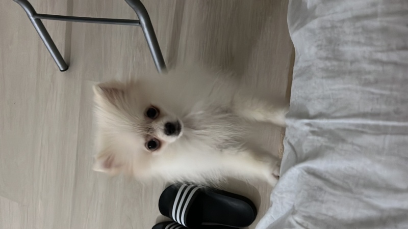 Pomeranyalı, Köpek  Pomerion 5 aylık erkek fotoğrafı