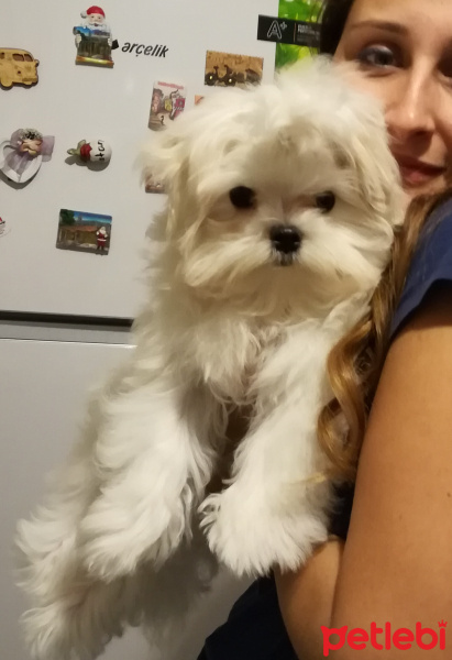 Maltese, Köpek   fotoğrafı