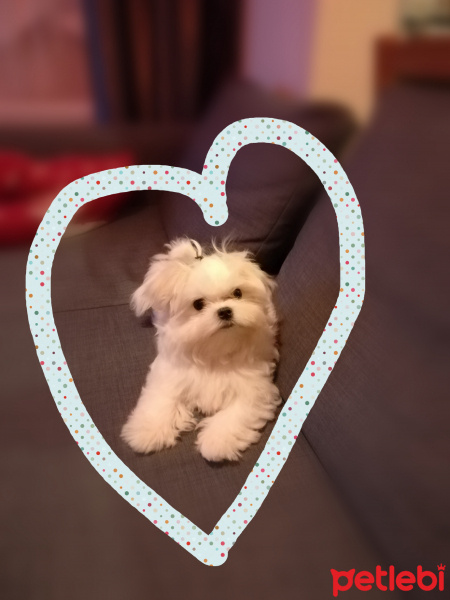 Maltese, Köpek   fotoğrafı
