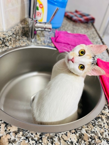Tekir Kedi, Kedi  Minnoş fotoğrafı