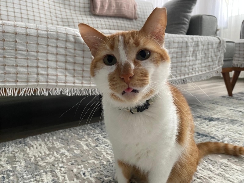 Sarman, Kedi  Ponçik fotoğrafı