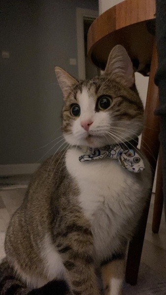 Tekir Kedi, Kedi  Premses fotoğrafı