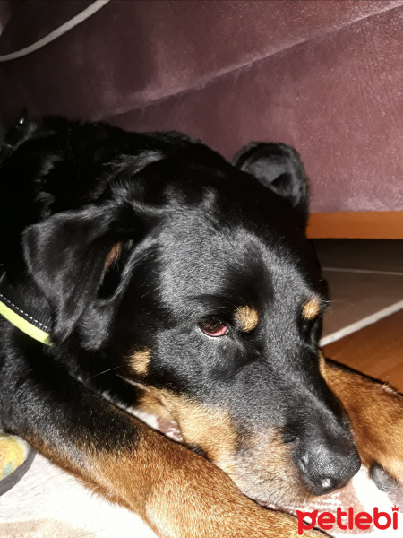 Rottweiler, Köpek  Jessy fotoğrafı