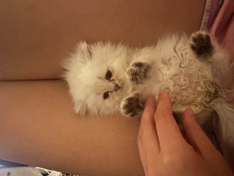 British Longhair, Kedi  Yok fotoğrafı