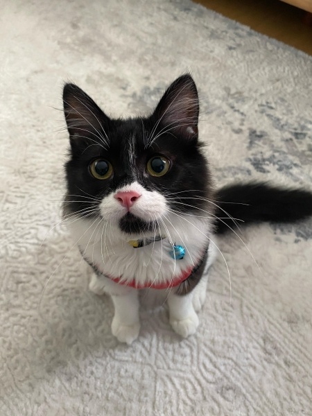 Tuxedo (Smokin) Kedi, Kedi  paşa fotoğrafı
