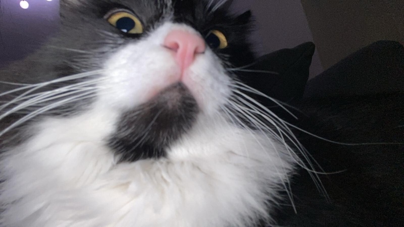 Tuxedo (Smokin) Kedi, Kedi  paşa fotoğrafı