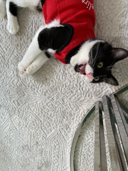 Tuxedo (Smokin) Kedi, Kedi  paşa fotoğrafı