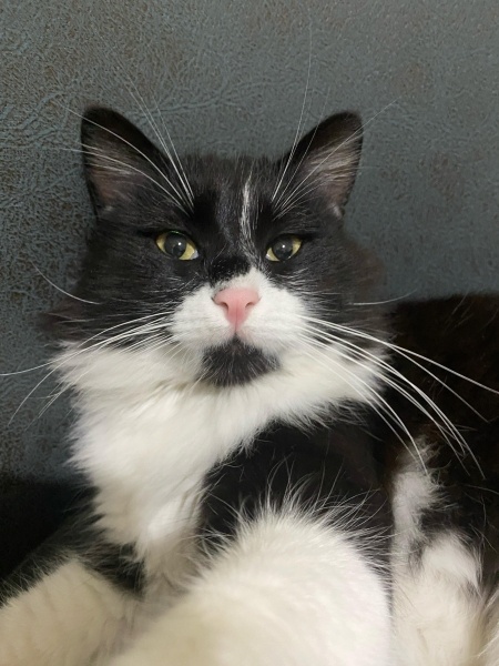 Tuxedo (Smokin) Kedi, Kedi  paşa fotoğrafı