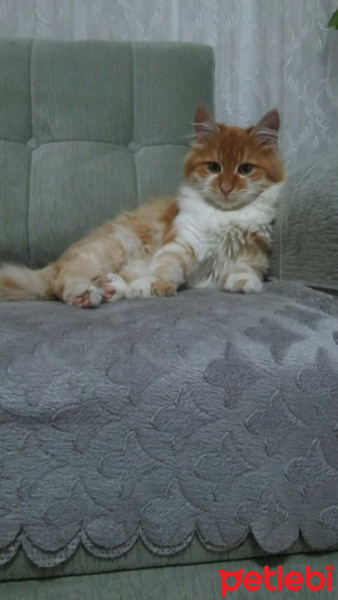 Tekir Kedi, Kedi  Kumsal fotoğrafı