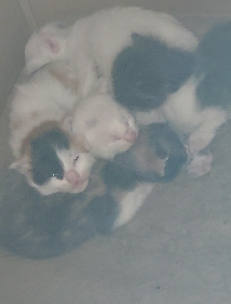 Tekir Kedi, Kedi  Sokak kedileri fotoğrafı