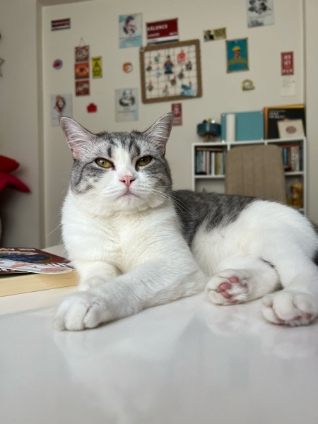 British Shorthair, Kedi  Zuzu fotoğrafı